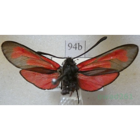 Zygaena purpuralis (Brünnich, 1763) Kraśnik purpuraczek Deutschland94b